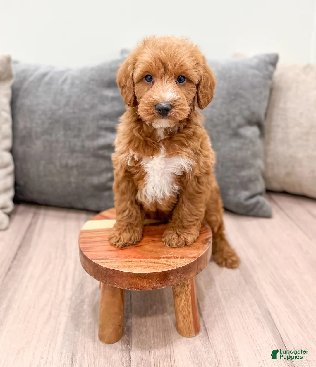 Labradoodle dogs for sale: Joker - Ad 2