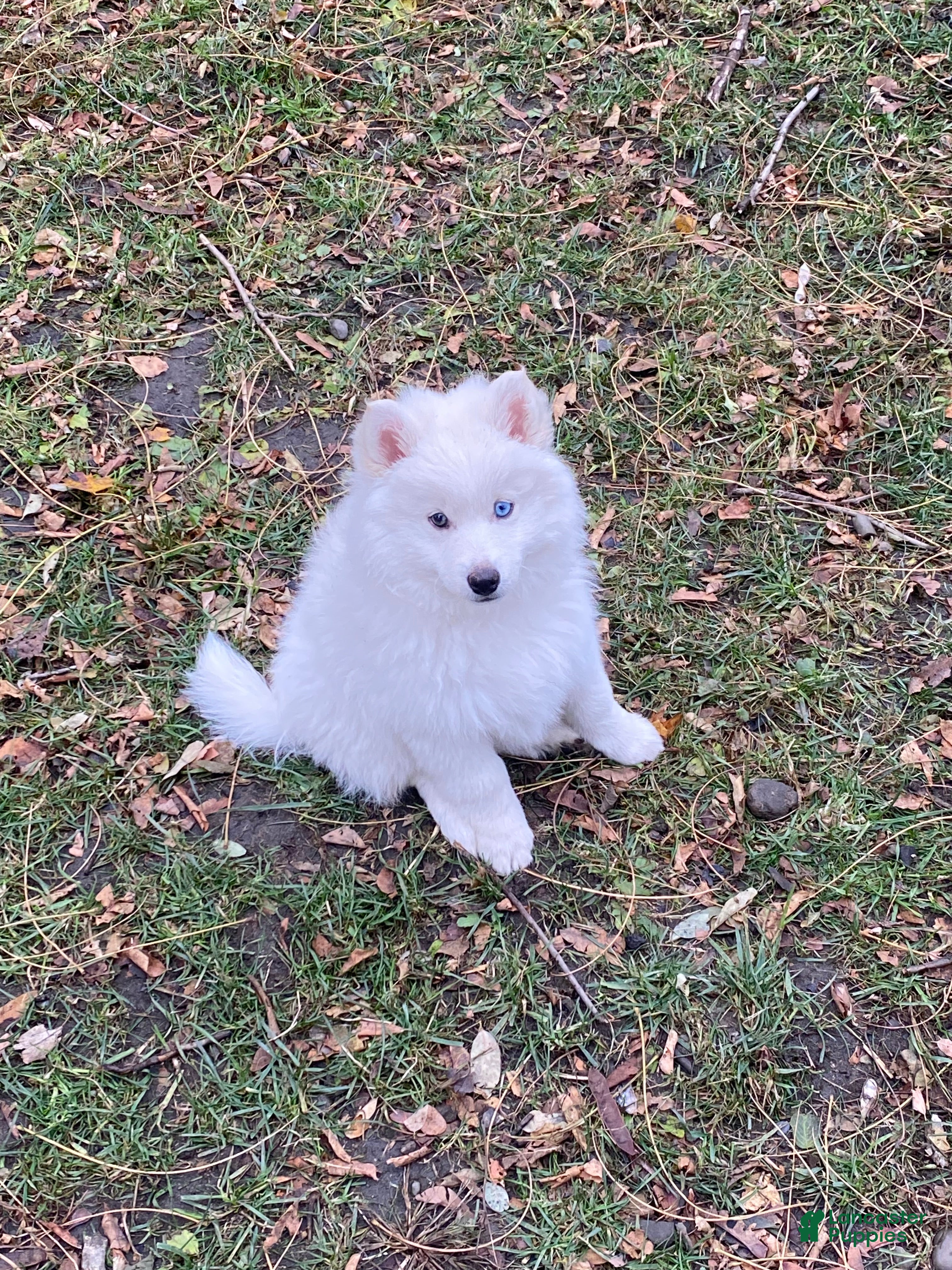 Pomsky dogs Marty - Ad 1