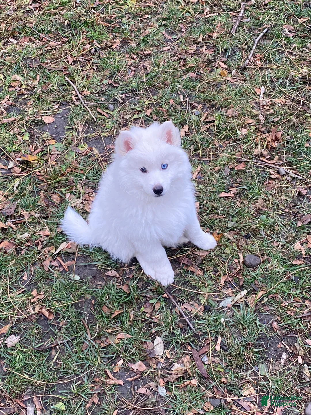 Pomsky dogs for sale: Marty - Ad 6