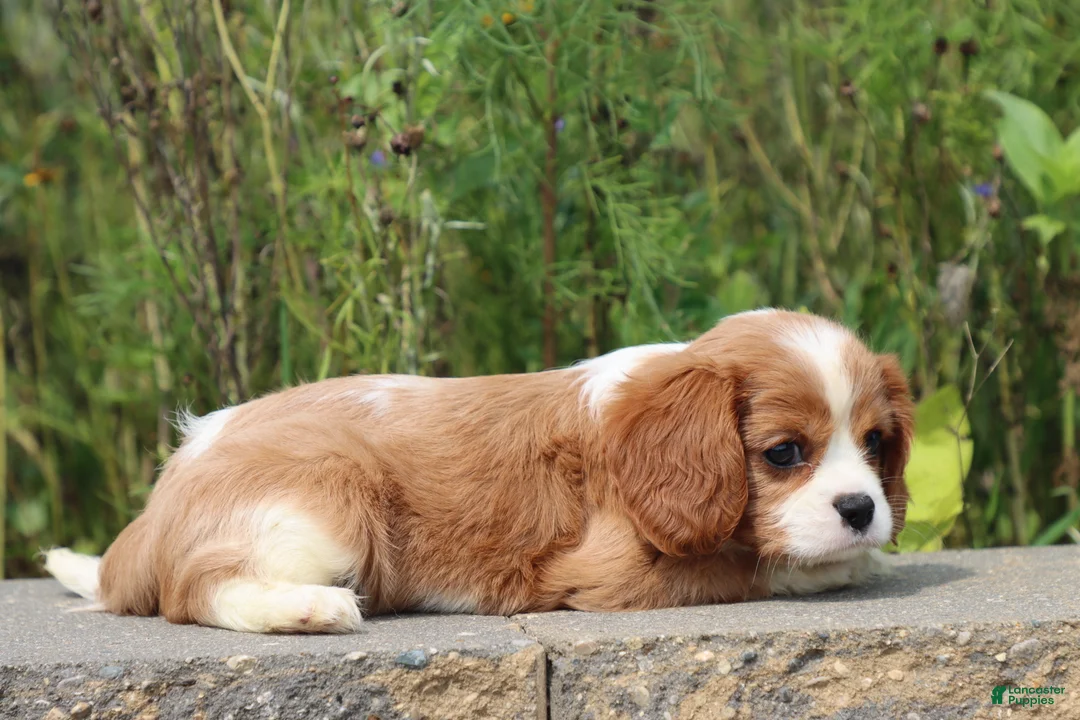 Cavalier King Charles Spaniel dogs for sale: Scott - Ad 2