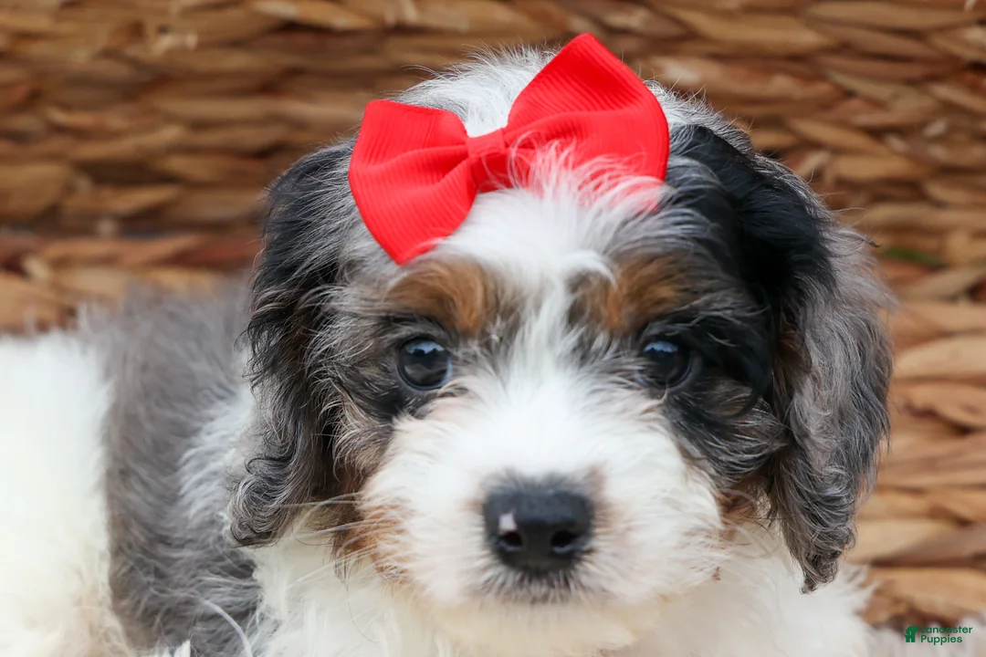 Cavapoo dogs for sale: Prince💙 - Ad 2