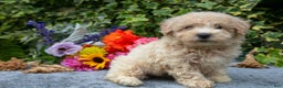 Miniature Poodle dogs for sale: Randy - Ad 2