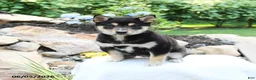 Shiba Inu dogs for sale: Katherine - Ad 3