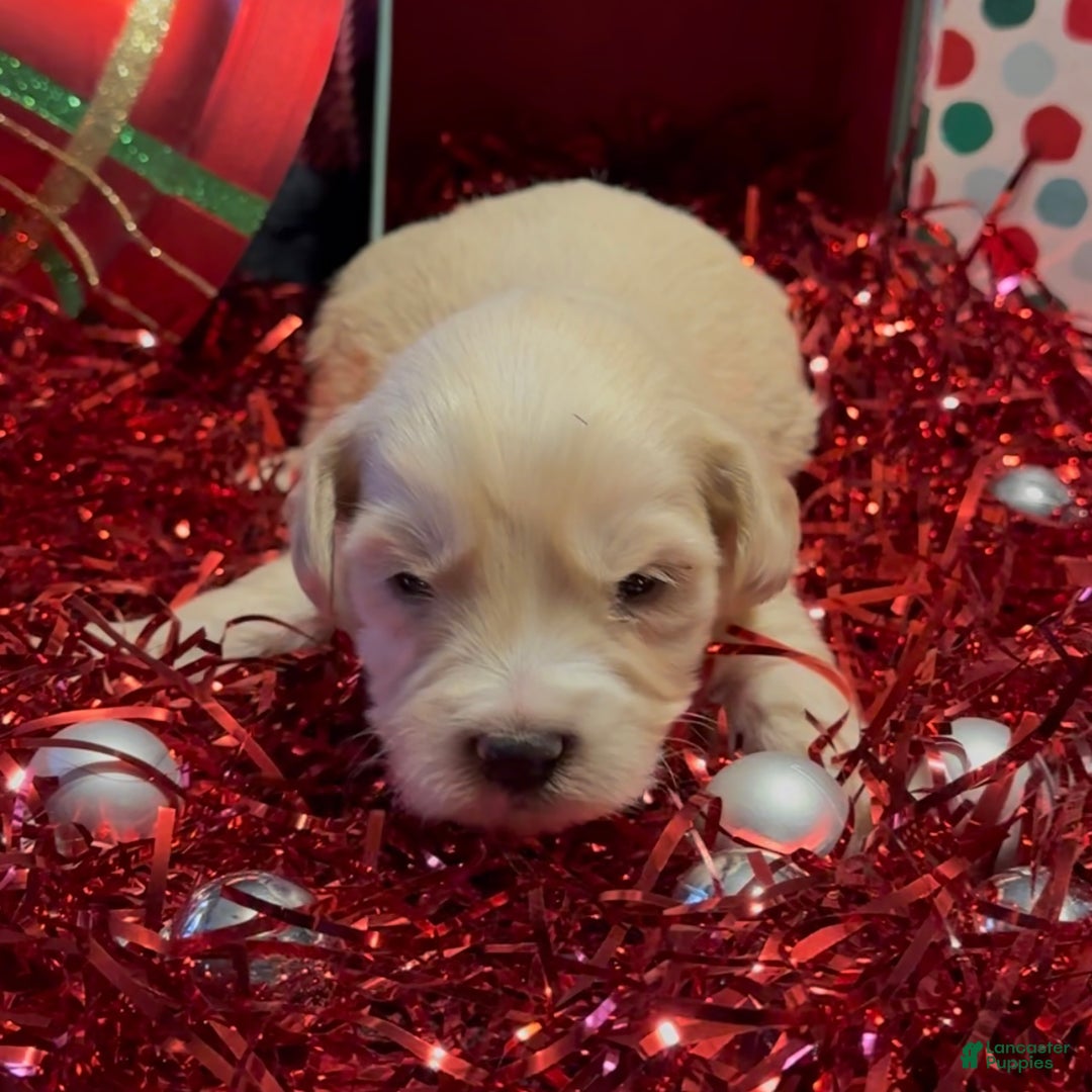 Mini Goldendoodle dogs for sale: Hopper - Ad 5