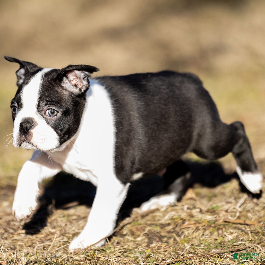 Boston Terrier dogs for sale: Robbie Boston Terrier Puppy  - Ad 3