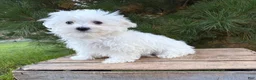 Maltese dogs for sale: Eddie - Ad 4
