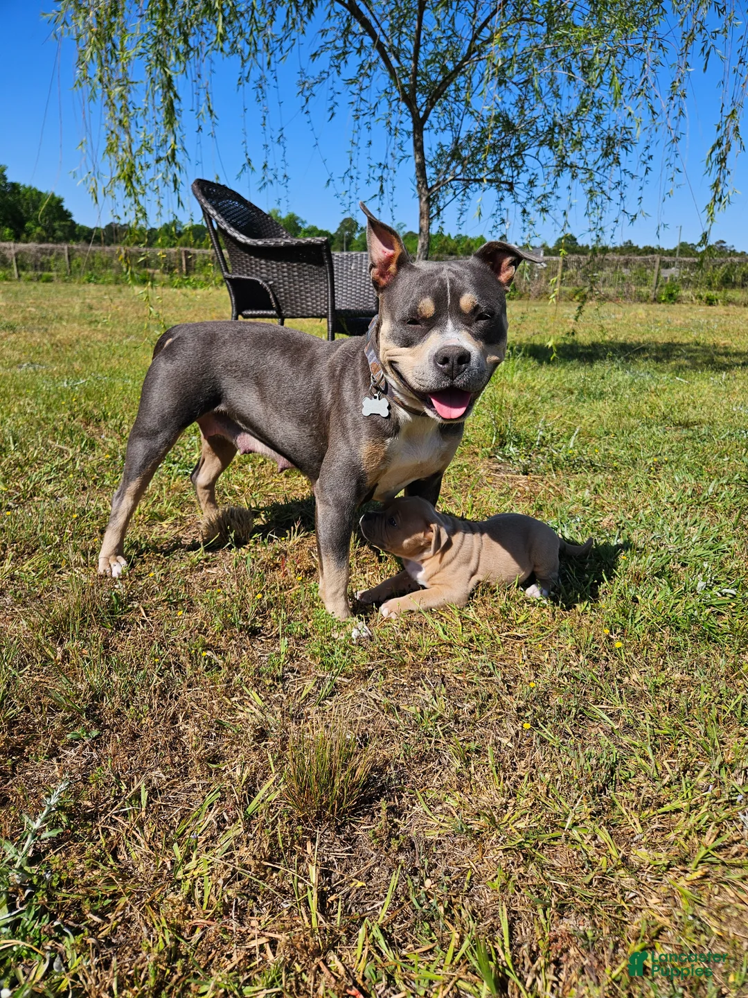 Mixed Breed dogs for sale: Pluto - Ad 11