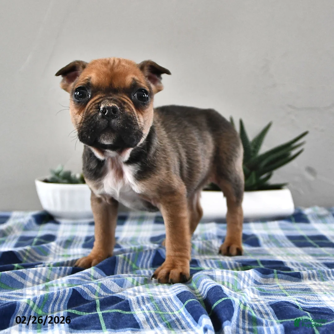 Frenchton dogs for sale: Emily - Ad 2