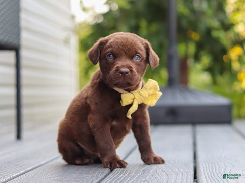 Labrador Retriever dogs Indigo - Ad 2