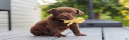 Labrador Retriever dogs for sale: Indigo - Ad 2
