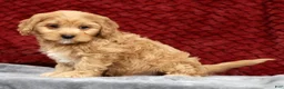 Cavapoo dogs for sale: Scotty - Ad 4