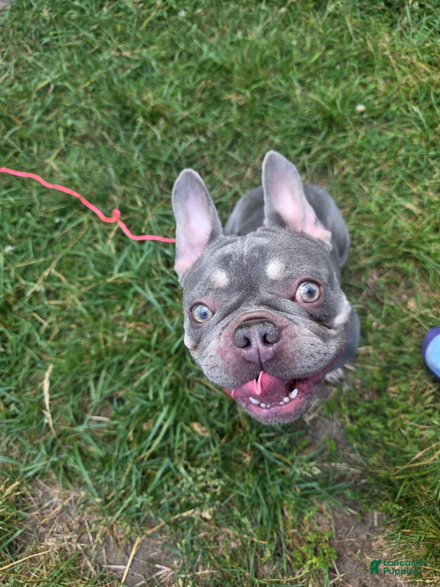 French Bulldog dogs French Bulldog 1 - Ad 24