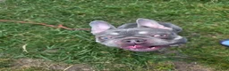 French Bulldog dogs for sale: French Bulldog 1 - Ad 1