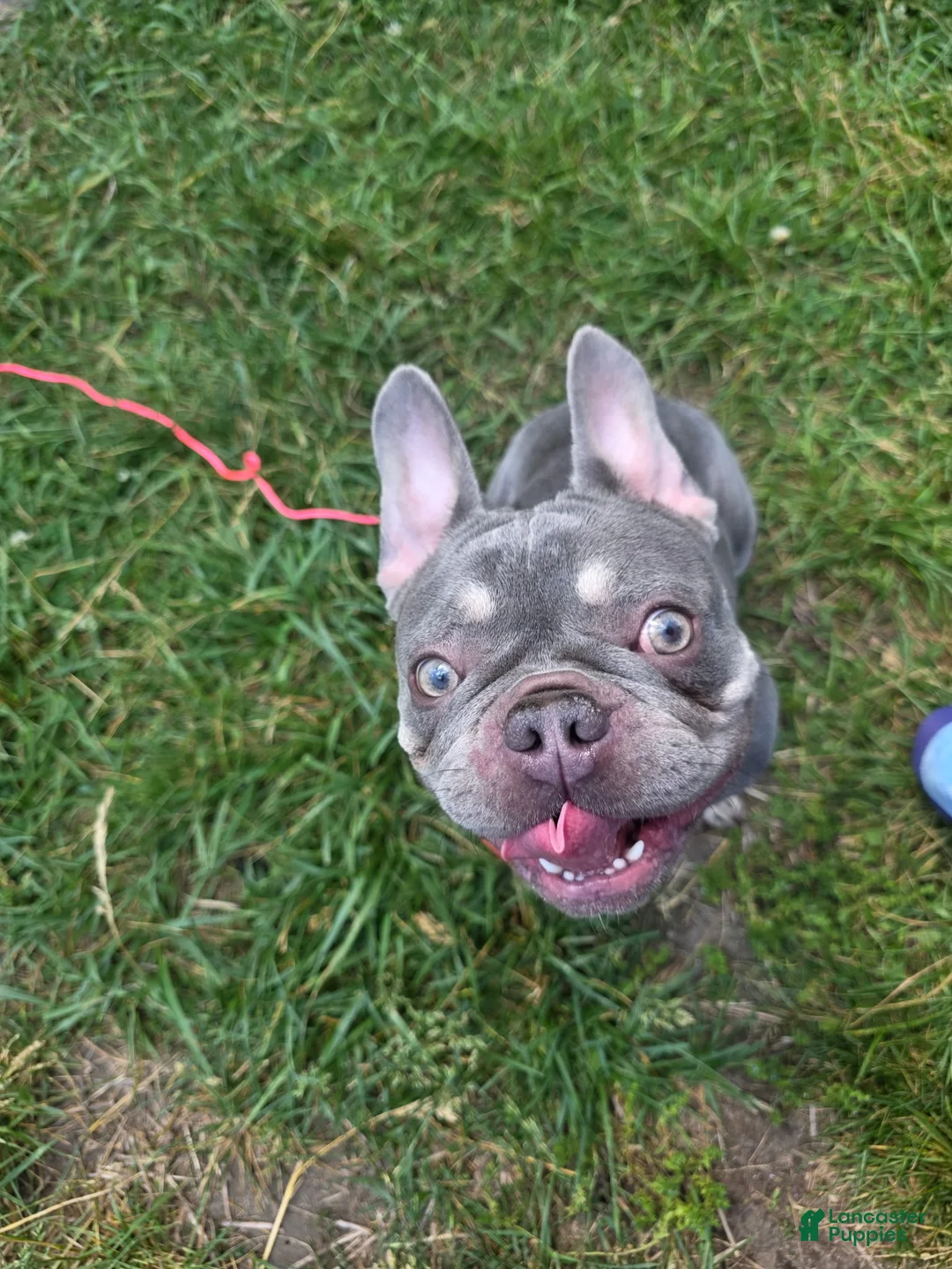 French Bulldog dogs for sale: French Bulldog 1 - Ad 1