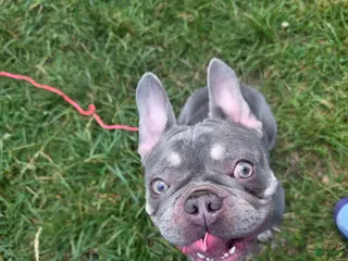 French Bulldog dogs French Bulldog 1 - Ad 24