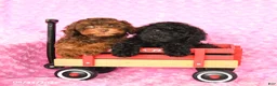 Miniature Poodle dogs for sale: Ellie - Ad 5