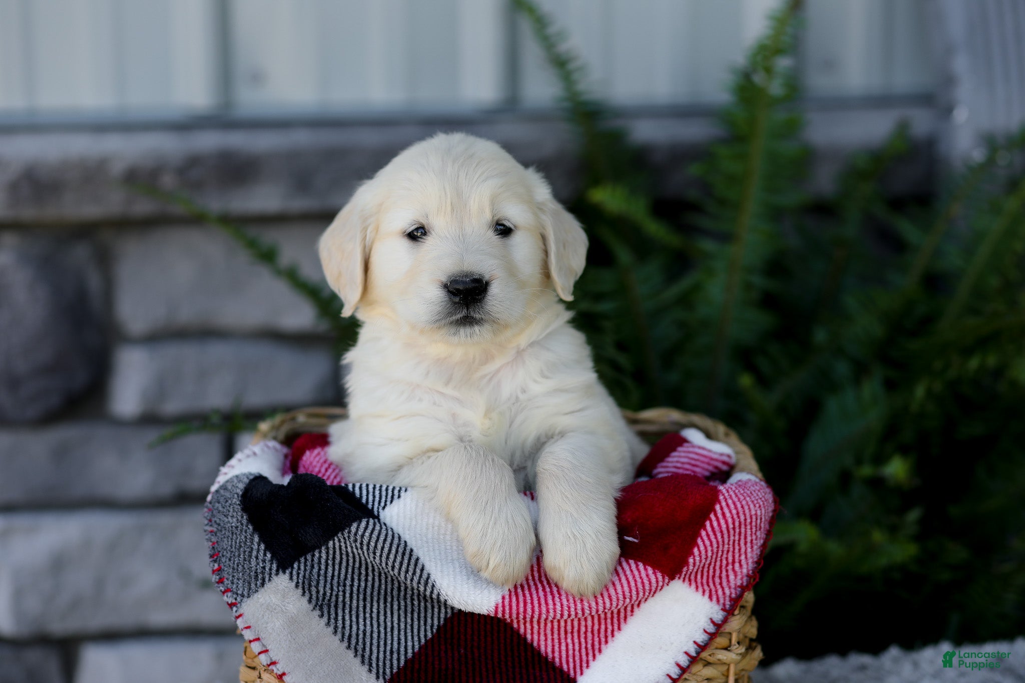 Golden Retriever dogs Bruno - Ad 1