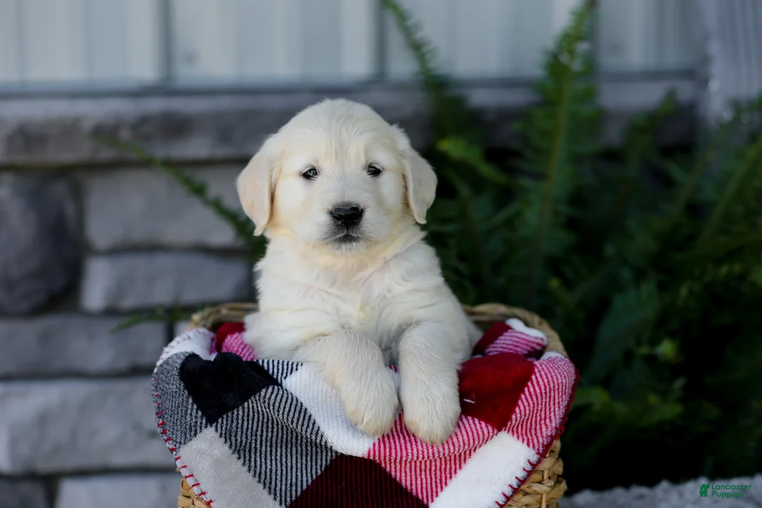 Golden Retriever dogs for sale: Bruno - Ad 1