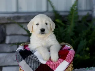 Golden Retriever dogs for sale: Bruno - Ad 3