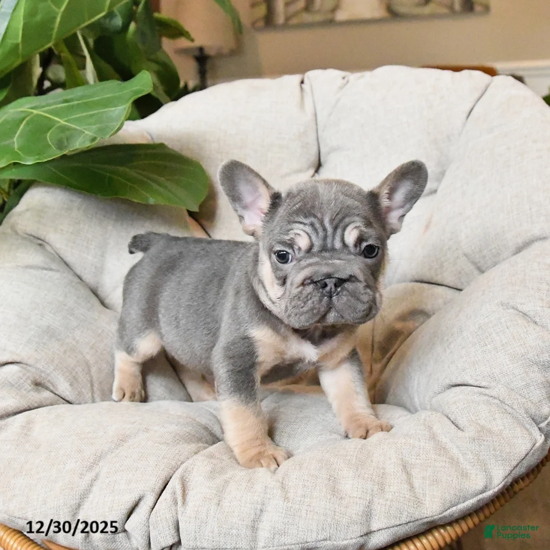 French Bulldog dogs for sale: Teddy - Ad 3