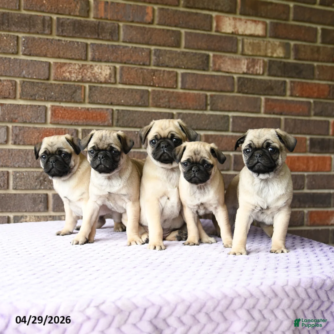 Pug dogs for sale: Wren - Ad 2