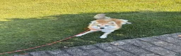 Pomsky dogs for sale: Reese - Ad 1