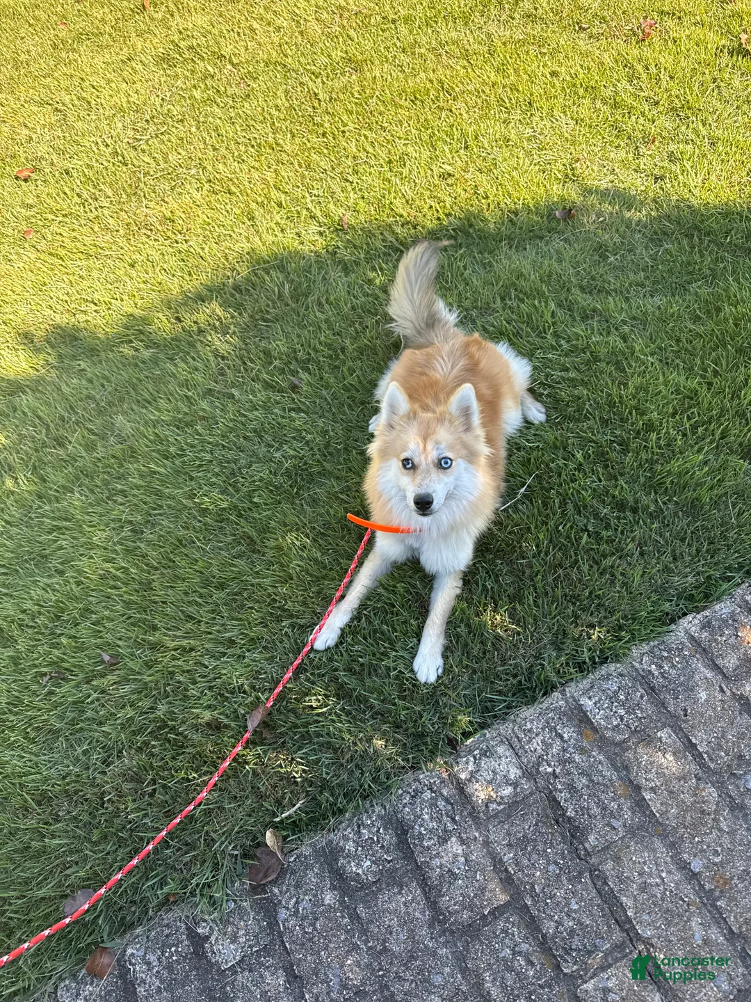 Pomsky dogs for sale: Reese - Ad 1