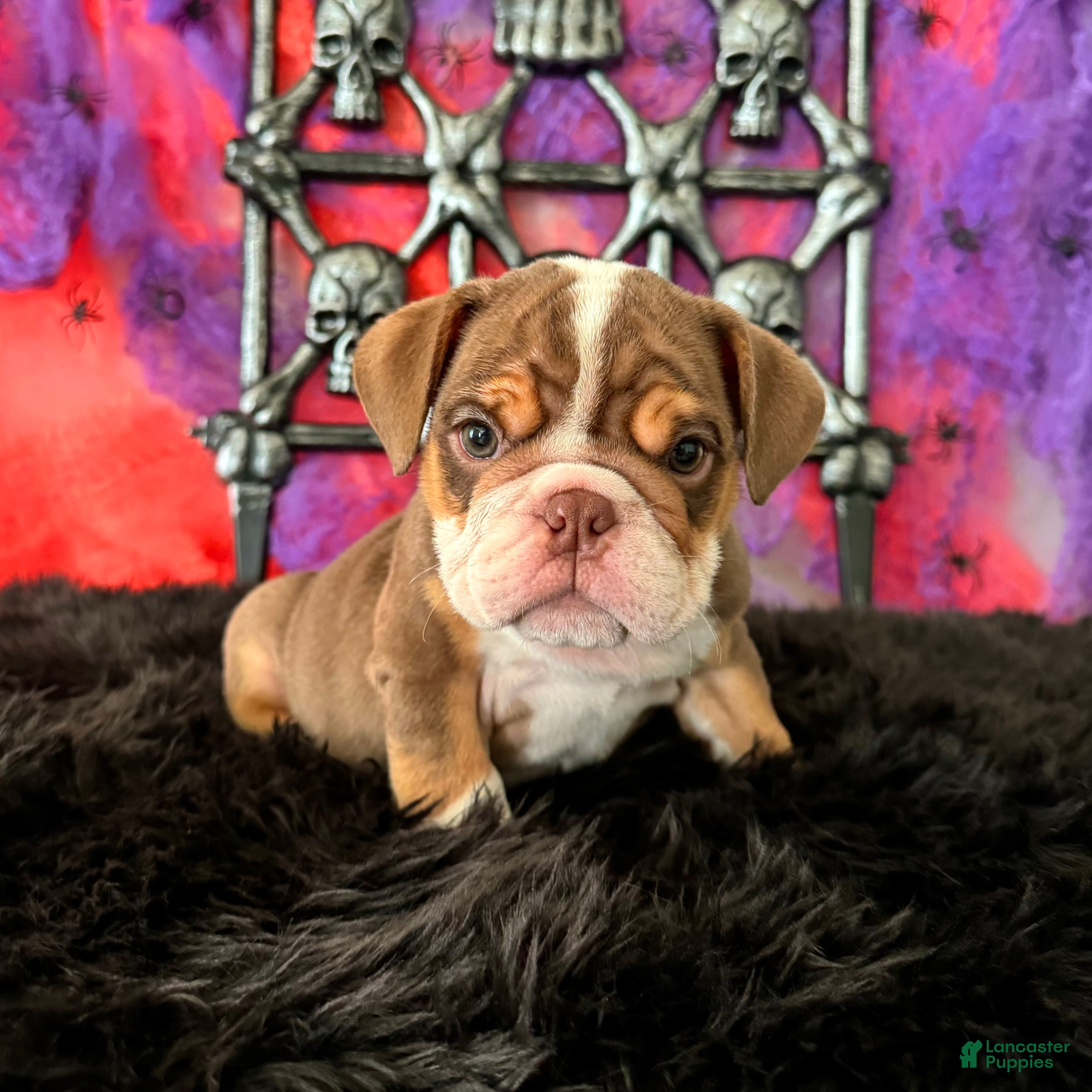 English Bulldog dogs Nugget - Ad 1