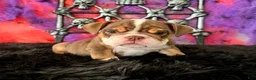 English Bulldog dogs for sale: Nugget - Ad 1