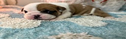 English Bulldog dogs for sale: English Bulldog Puppy 5 - Ad 5