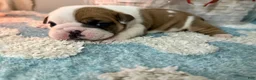 English Bulldog dogs for sale: English Bulldog Puppy 5 - Ad 5