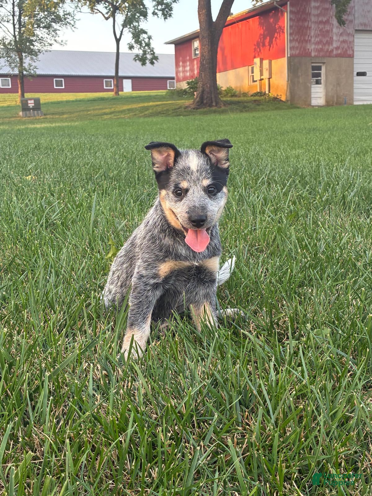 Australian Cattle Dog dogs Emma - Ad 2