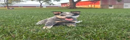 Australian Cattle Dog dogs for sale: Emma - Ad 2