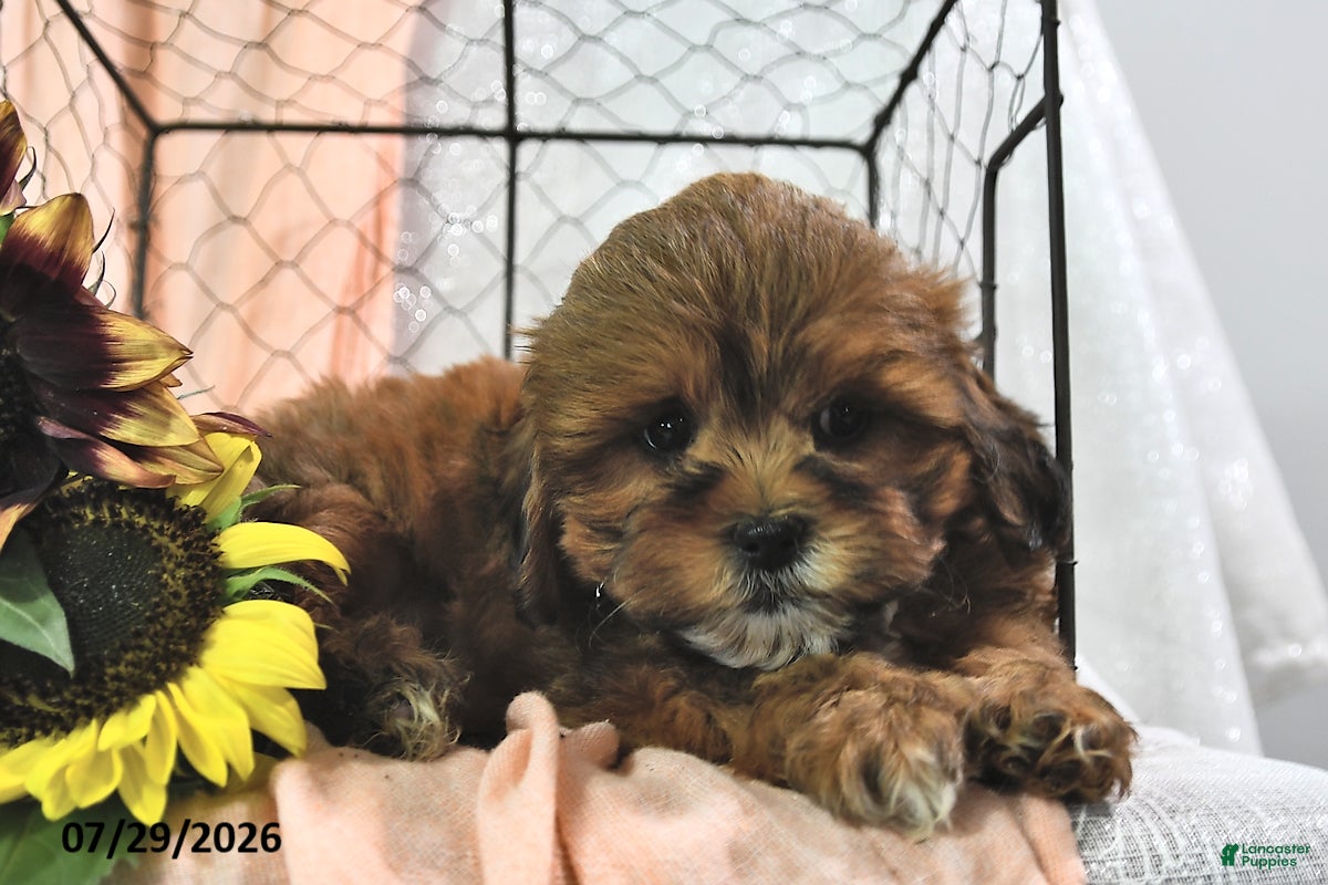 Shihpoo dogs Sailor - Ad 2