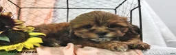 Shihpoo dogs for sale: Sailor - Ad 2