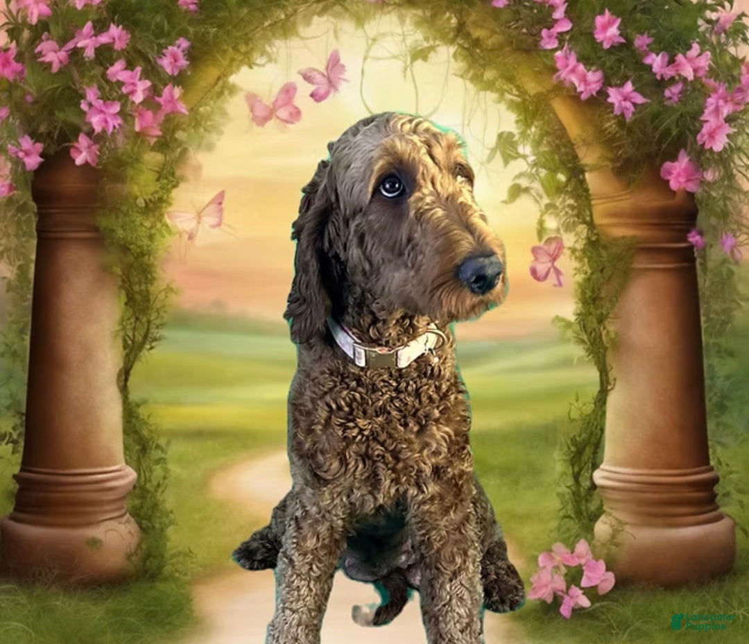 Goldendoodle dogs for sale: Pongo - Ad 2