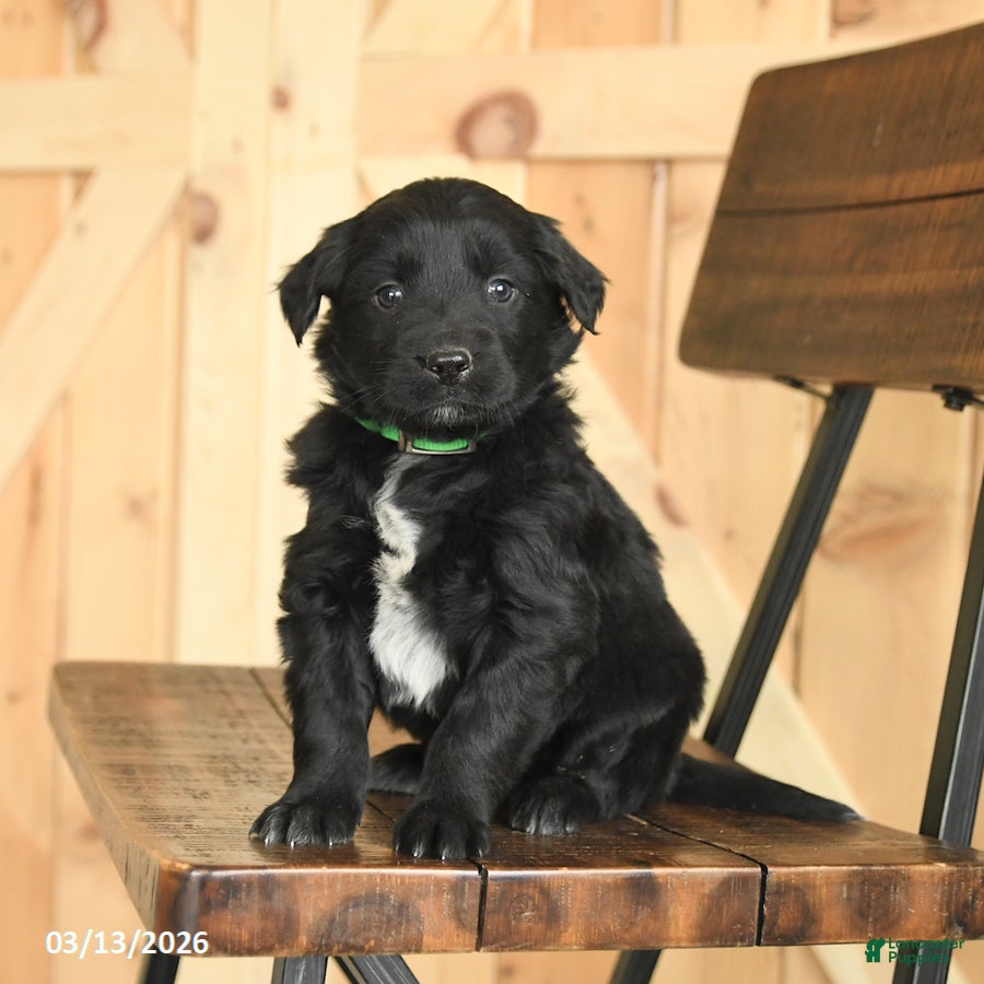 Mixed Breed dogs Rex - Ad 1