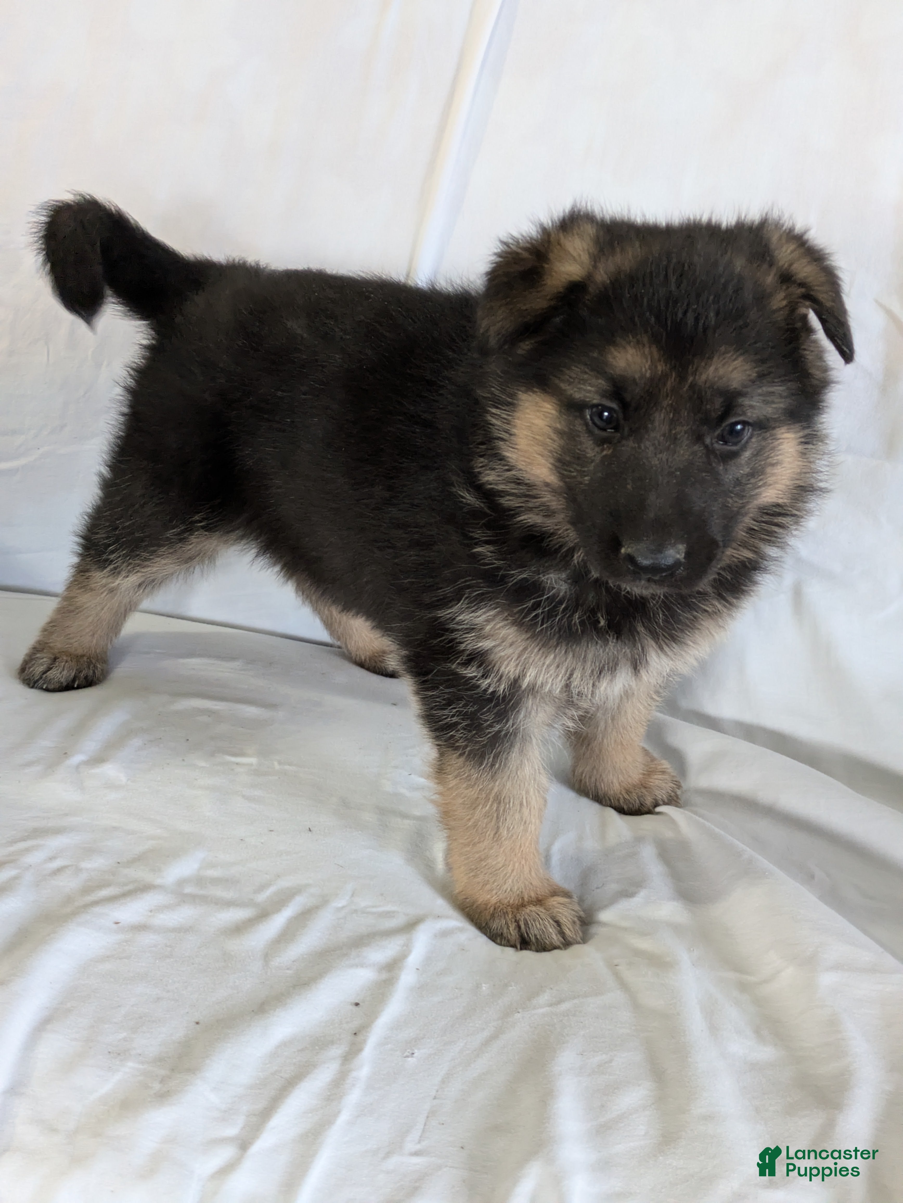 German Shepherd dogs Sandy - Ad 11