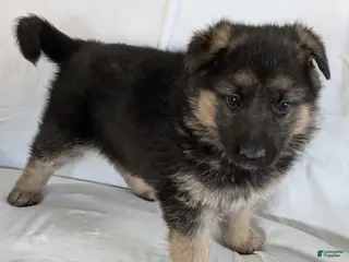 German Shepherd dogs Sandy - Ad 11