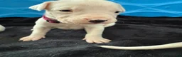 Dogo Argentino dogs for sale: Female with black spot  - Ad 3