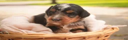 Mini Bernedoodle dogs for sale: Maple F1 Mini Bernedoodle  - Ad 8