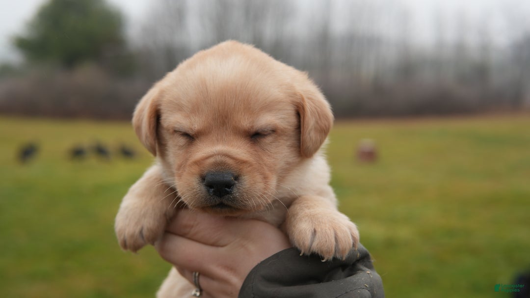 Labrador Retriever dogs for sale: Bella - Ad 2