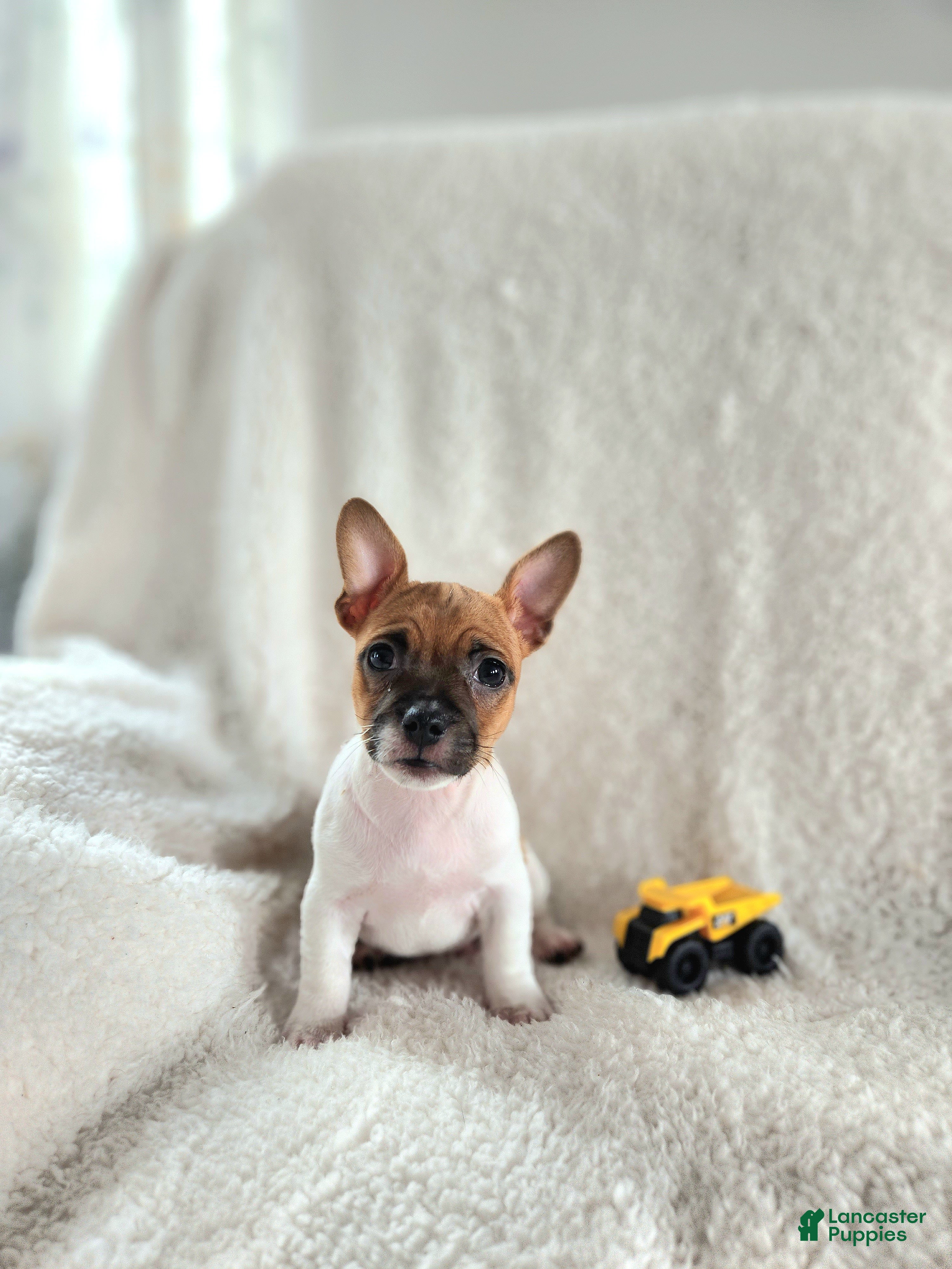 Rat Terrier dogs Milo - Ad 7