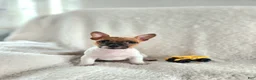 Rat Terrier dogs for sale: Milo - Ad 1