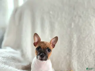 Rat Terrier dogs Milo - Ad 7