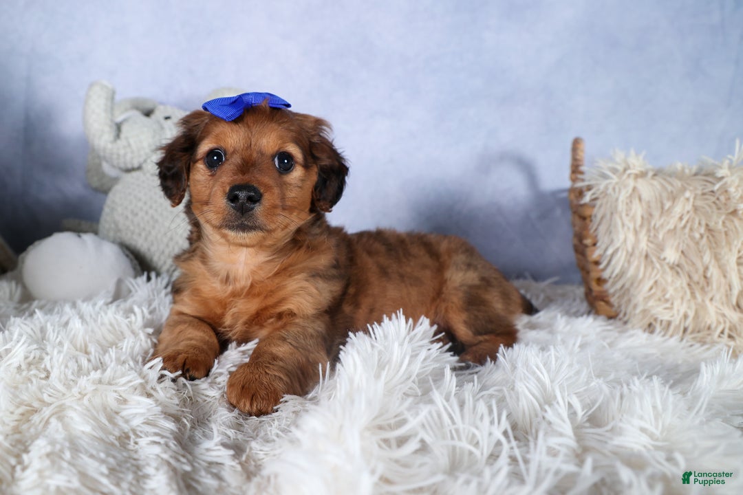 Miniature Dachshund dogs for sale: Jasper - Ad 33