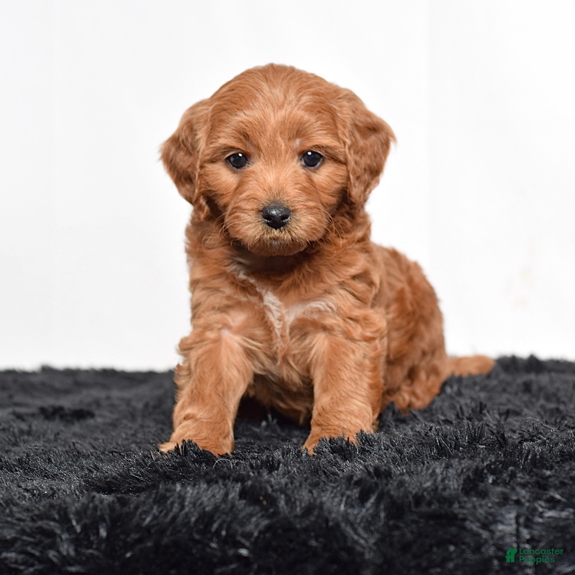 Mini Goldendoodle dogs for sale:  Macy - Ad 2