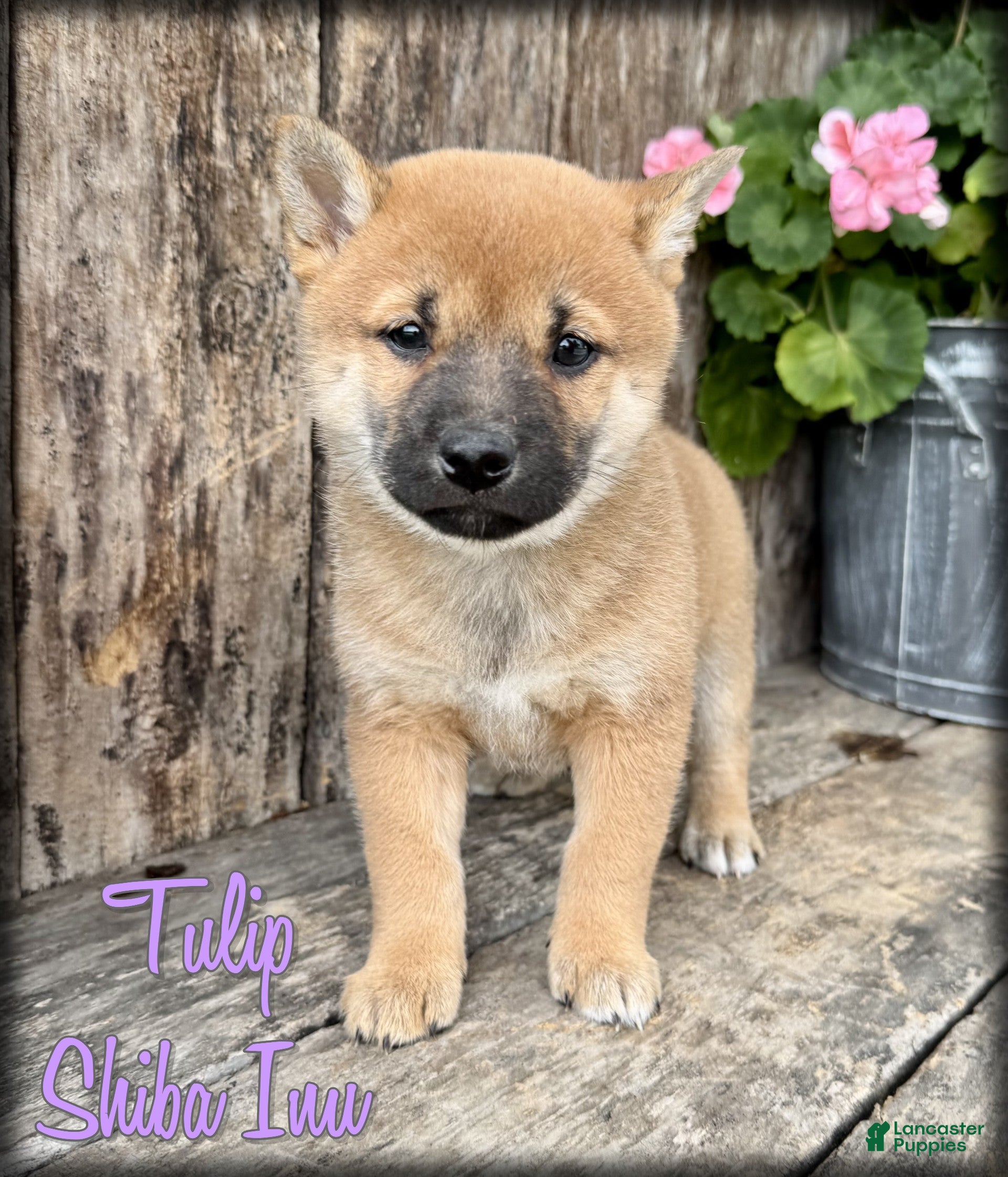 Shiba Inu dogs Tulip - Ad 1