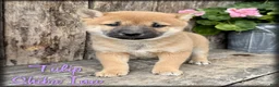 Shiba Inu dogs for sale: Tulip - Ad 1