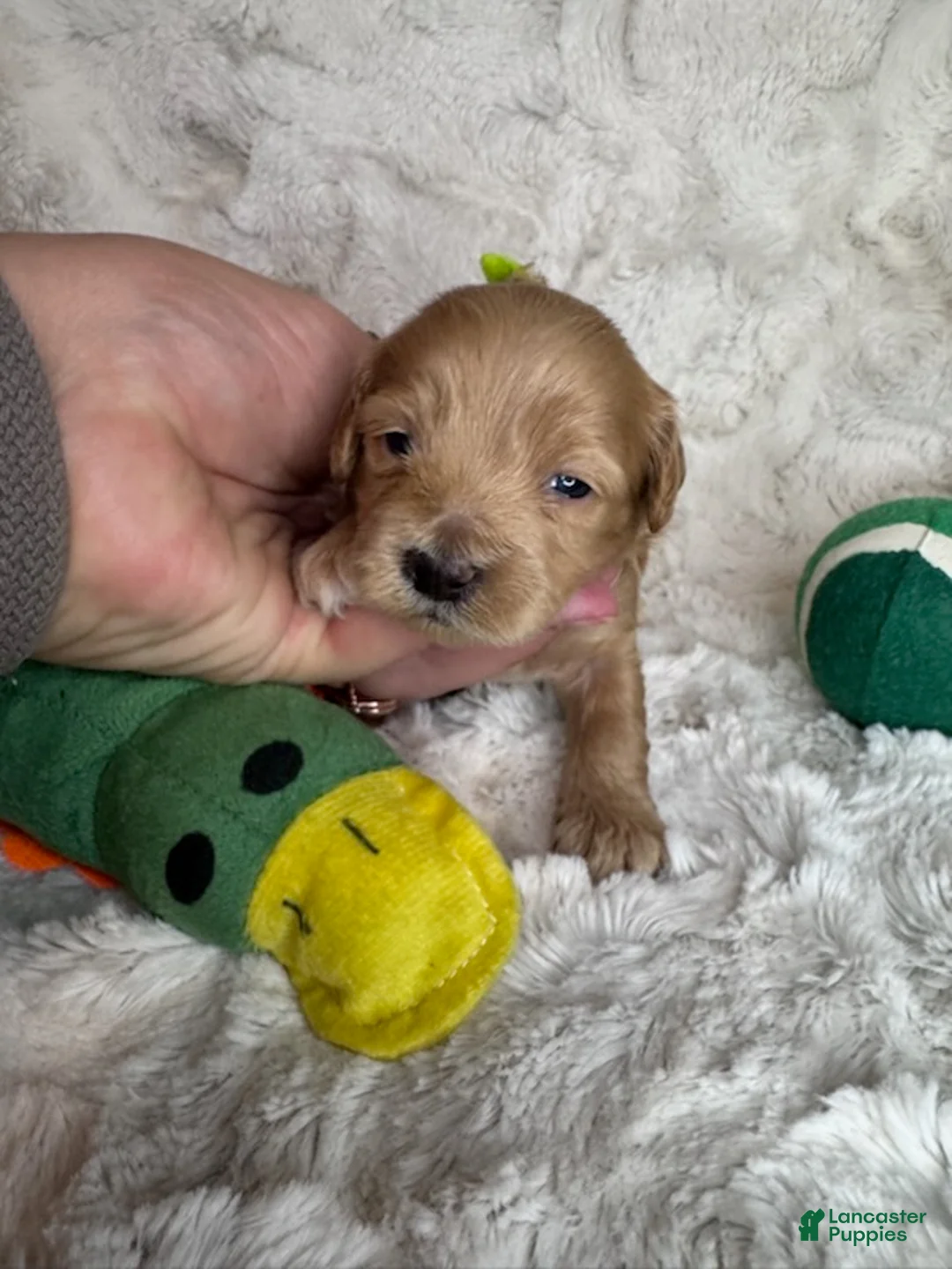 Maltipoo dogs for sale: Luis - Ad 3